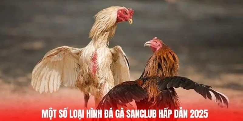 Một số loại hình đá gà SANCLUB hấp dẫn 2025